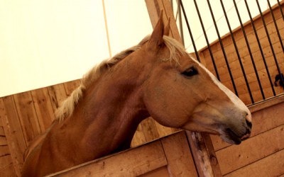Opciones de Fisioterapia en Veterinaria.