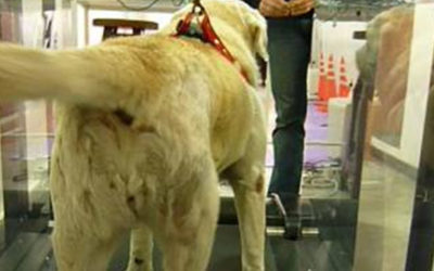 Generalidades de fisiatría veterinaria