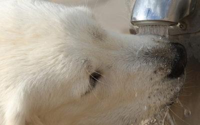 Recomendaciones para que tu mascota no se deshidrate y no sufra golpes de calor.