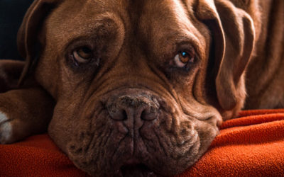 Ciencia & salud: ¿Cómo tenemos que hablarles a nuestros perros?