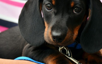 ¿Cómo cuidar y educar a tu cachorro?