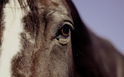 Cuidados especiales en caballos mayores