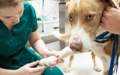 ¿Qué es la  Fisiatría Veterinaria?