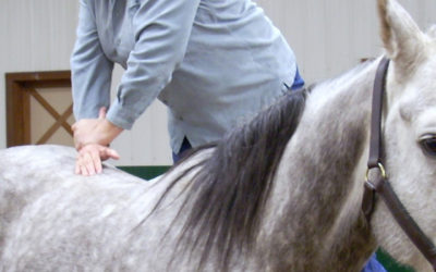La medicina veterinaria y sus especialidades: la terapia física