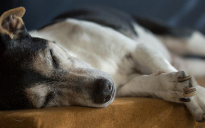Envejecimiento en las mascotas: nuevos hábitos y cambios