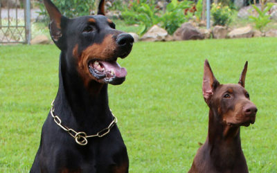 Características de un perro dominante