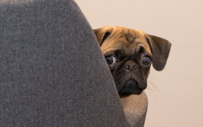 Personalidades caninas