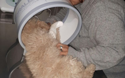 Tratamiento regenerativo en perros, explicación del médico
