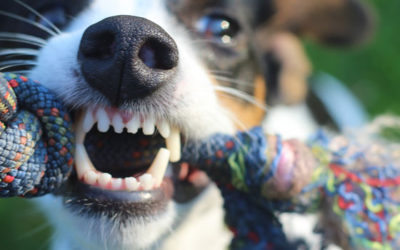 La enfermedad periodontal de nuestras mascotas