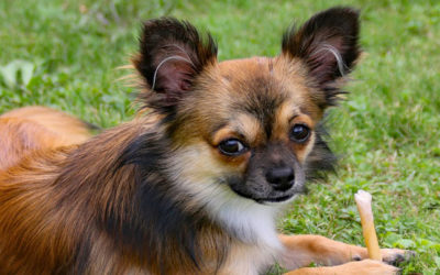 Características de un cachorro braquicéfalos