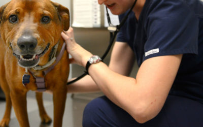 Examen clínico cardiológico de perros y gatos