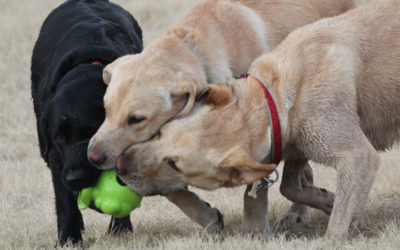 Zoonosis: Espacios públicos y prevención.