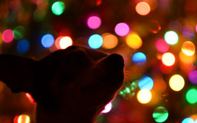 Algunas claves para cuidar a tus mascotas durante las fiestas
