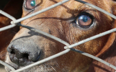 ¡Decimos NO al maltrato animal!