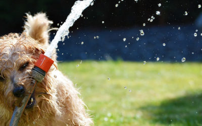 Cómo cuidar a nuestras mascotas del golpe de calor
