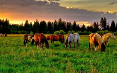 ¿Cómo cuidar a tu caballo para que descanse bien?
