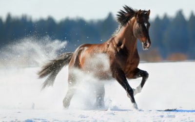 Recomendaciones para cuidar a tu caballo en invierno