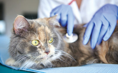 Consejos para llevar al gato al veterinario