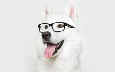 Tercera edad en nuestros perros