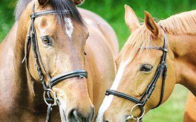 ¿Cuál es el carácter ideal para caballos de deporte?