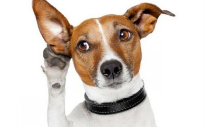 Cuidados: La limpieza de oídos en las mascotas