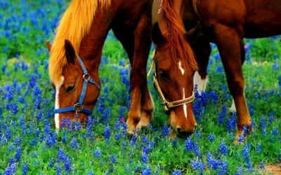¿Cómo cuidar a tu caballo en primavera?