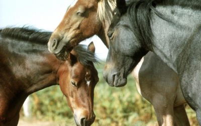 #Curiosidades ¿Cómo duermen los caballos?