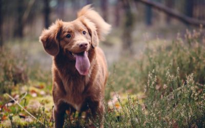 Cómo regular la dieta de su mascota para evitar la obesidad