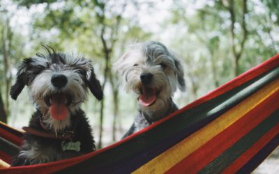 Golpe de calor para los animales