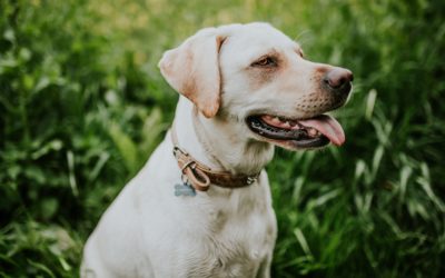 La alergia en las mascotas