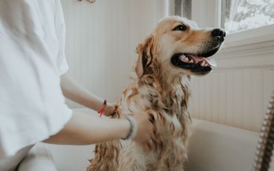 Cada cuanto tiempo debo bañar a mi perro