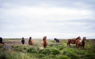 La personalidad de un caballo