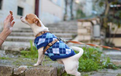Cuidados de nuestras mascotas durante el invierno