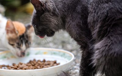 Cómo administrar la cantidad de alimento para sus animales
