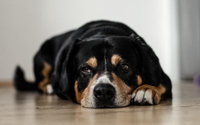 Cuidados para los perros y gatos mayores