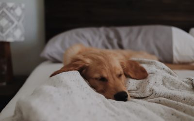 ¿Está bien o está mal compartir la cama con nuestro perro?