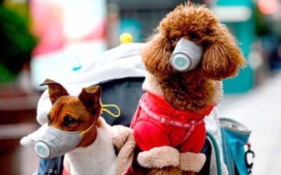 Coronavirus en los animales: ¿Hay posibilidad de contagio?