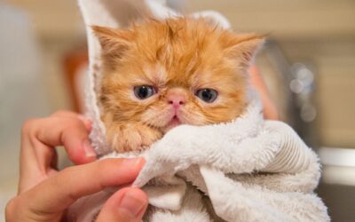 Acostumbrando al gatito a su higiene personal