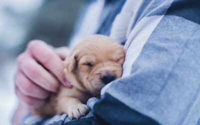 Un nuevo cachorro en casa