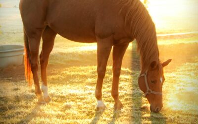 ¿Qué comen los caballos?