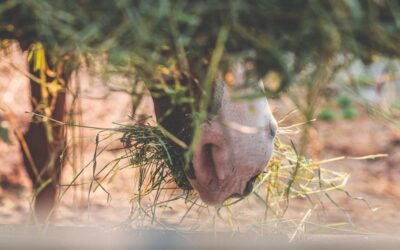 Vitaminas y nutrientes para caballos