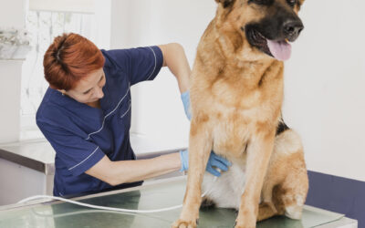 Terapia Fisica y Rehabilitación Veterinaria