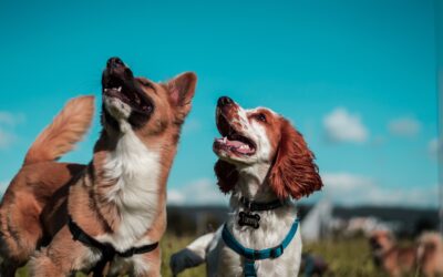 Mitos y costumbres sobre nuestras mascotas