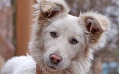 Predisposición de los perros a tener otitis