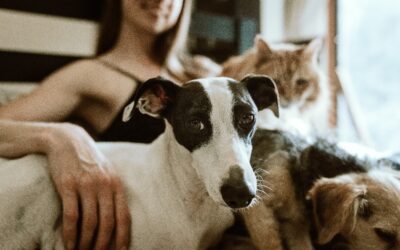 Dermatofitosis o tiña en caninos y felinos