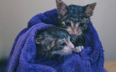 El baño del gato