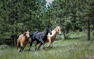 ¿Cuanta distancia puede recorrer un caballo?