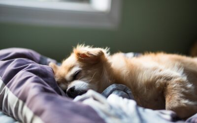 Mi perro hace ruidos extraños cuando duerme. ¿Está soñando?