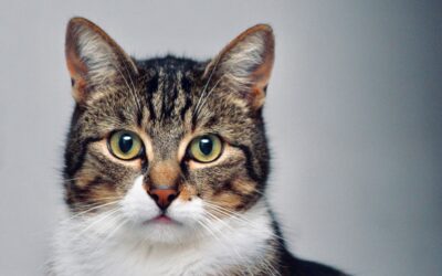 Como se nota que un gato esta enfermo