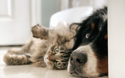 Los perros y gatos no son iguales